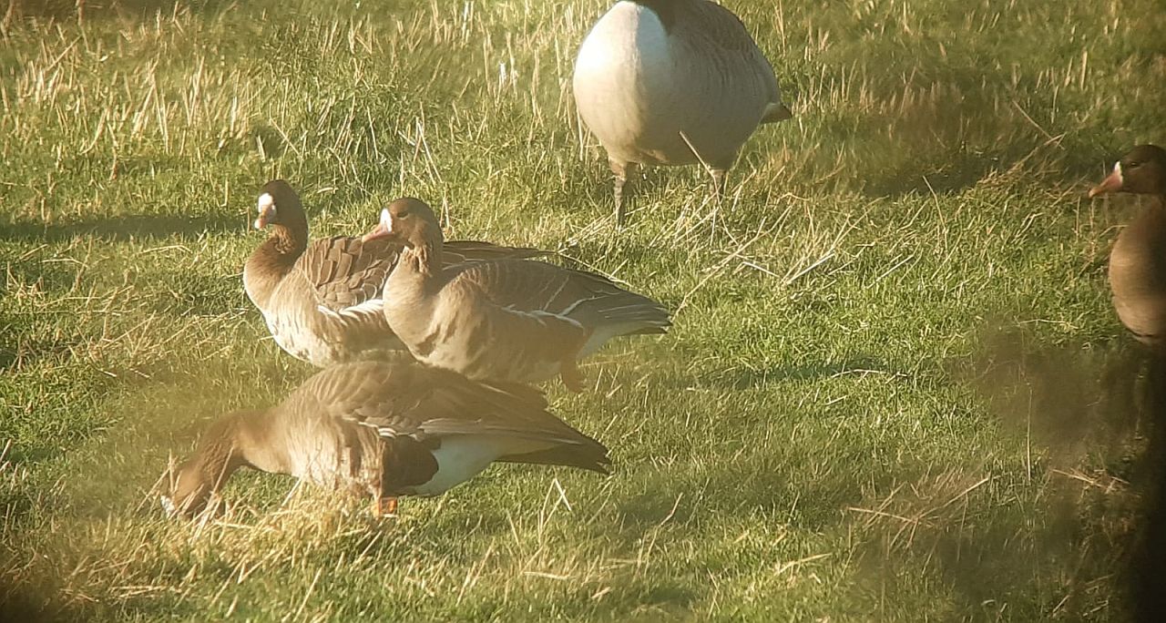  White fronted Goose 